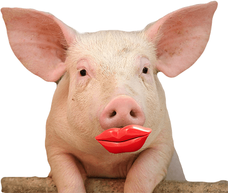 Lipstick On Pig